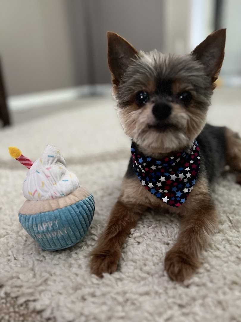 Freshly groomed Yorkie mix with star bandana next to birthday toy